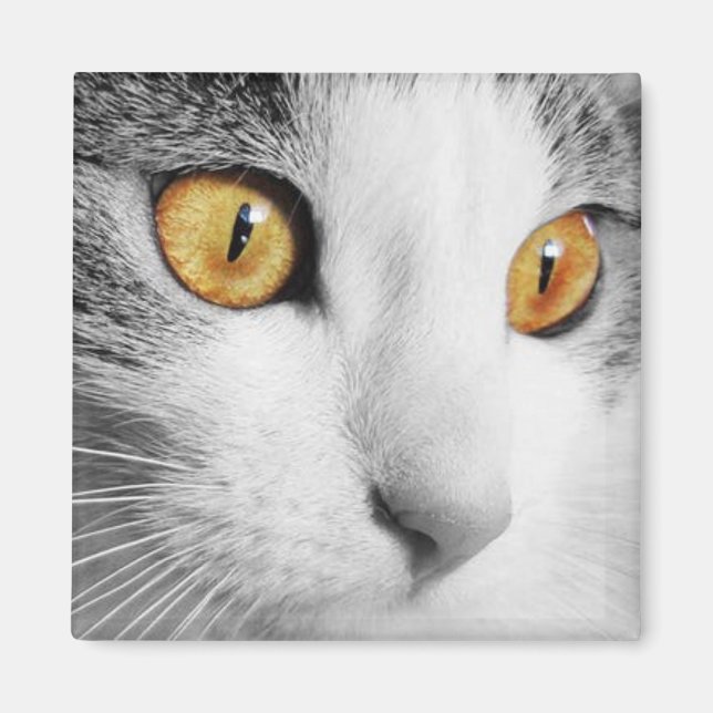 Imán Gato gris y blanco (Frente)