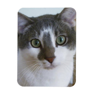Imán Gato gris y blanco hermoso