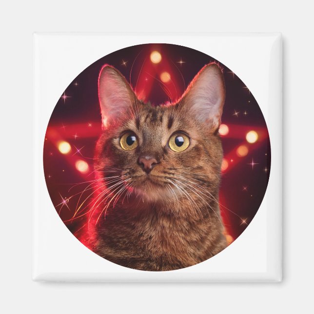 Imán Gato habanero marrón (Raza con fondo estrellado) (Frente)