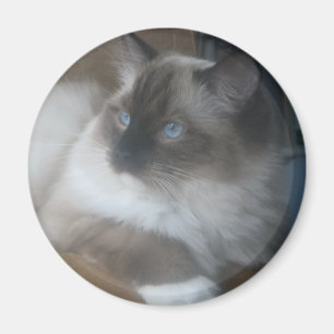 Imán Gato hermoso de Ragdoll Hymalayan que mira afuera