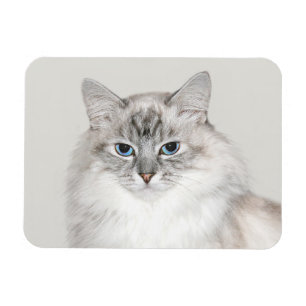 Imán Gato Himalayan del punto azul