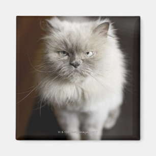 Imán Gato Himalayan del punto azul que parece irritado