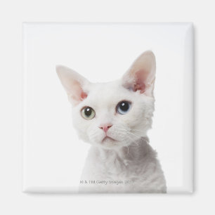 Imán Gato impar-observado blanco 2