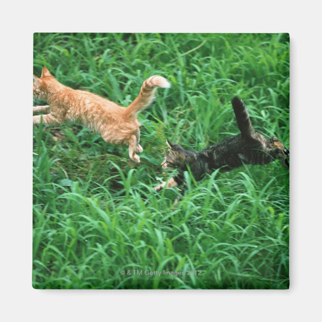 Imán Gato japonés 3 (Frente)