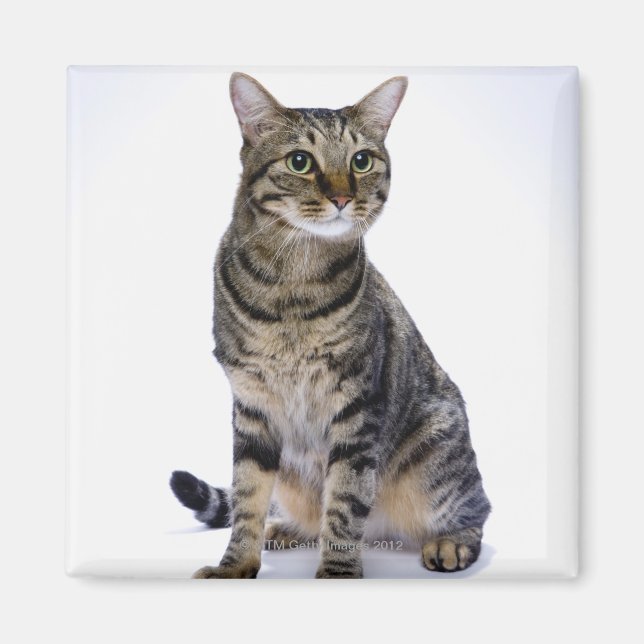 Imán Gato japonés de fondo blanco (Frente)