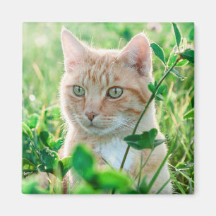 Imán Gato jengibre con ojos verdes en la hierba