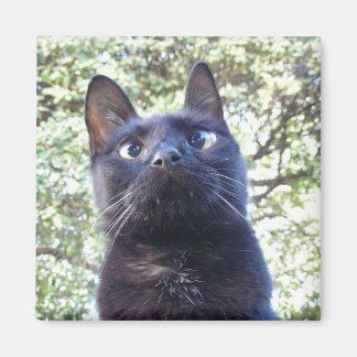Imán Gato Kitty Negro