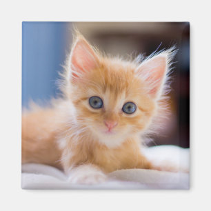 Imán Gato lindo con los ojos azules