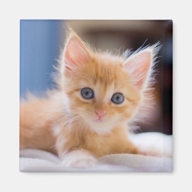 Imán Gato lindo con ojos azules (Frente)