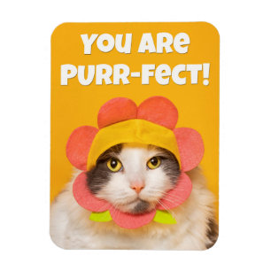Imán Gato lindo en humor Gorra de flores
