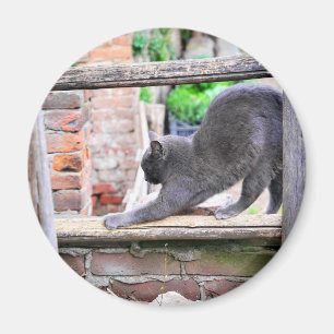 Imán Gato lindo estirándose