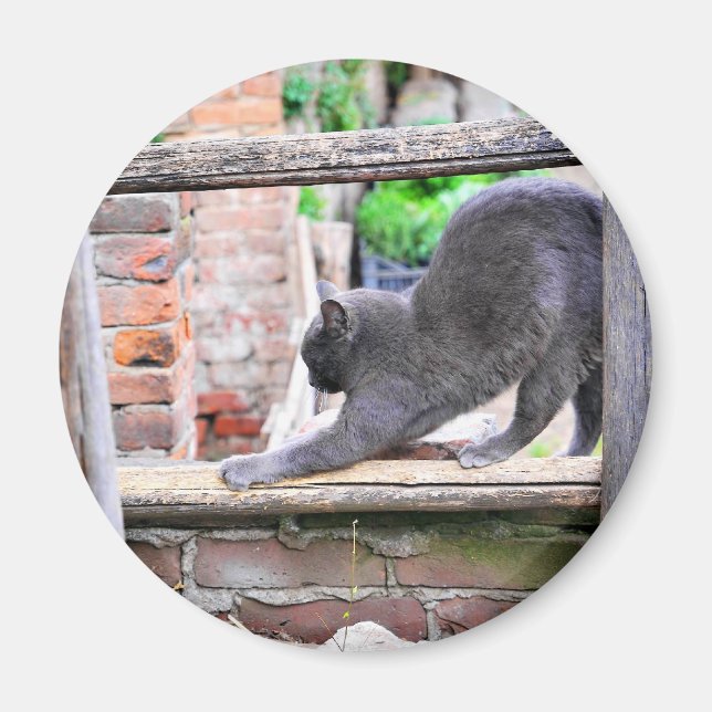 Imán Gato lindo estirándose (Frente)