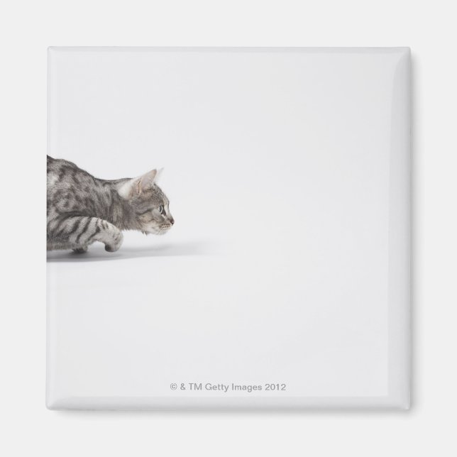 Imán Gato listo para saltar (Frente)