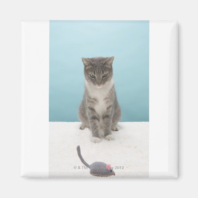 Imán Gato mirando el ratón de juguete sobre la alfombra (Frente)