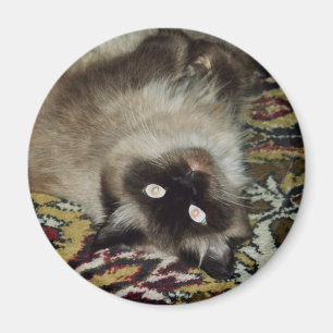 Imán Gato mullido
