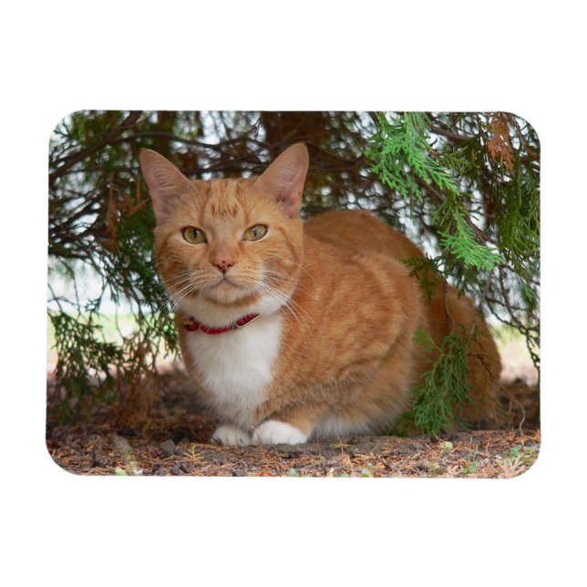 Imán Gato Naranja Atigrado Doméstico (Horizontal)