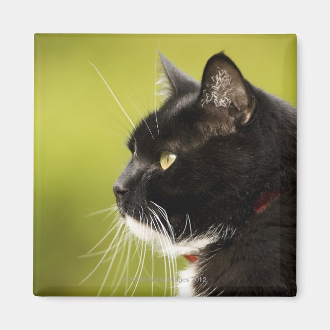 Imán Gato negro (Frente)