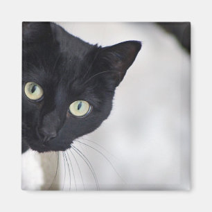 Imán Gato negro