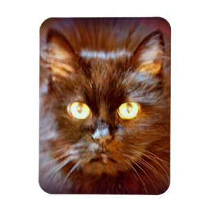 Imán gato negro