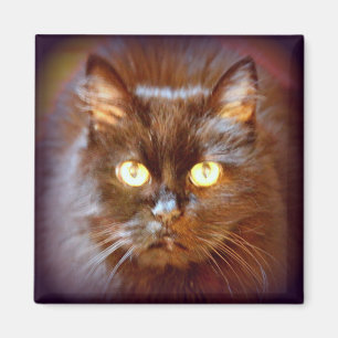 Imán gato negro