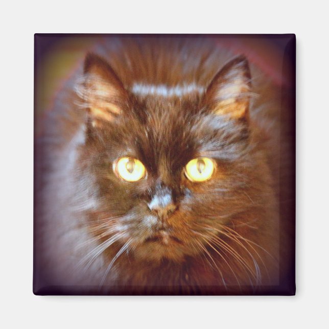 Imán gato negro (Frente)