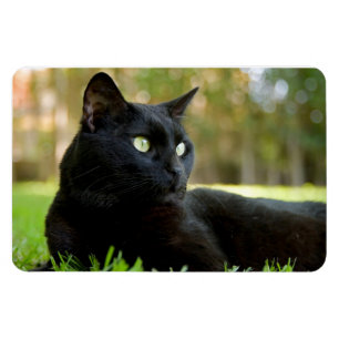 Imán Gato negro de ojos verdes que disfruta del aire