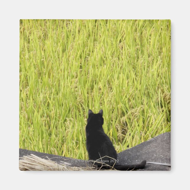 Imán Gato negro en Rice Paddy (Frente)
