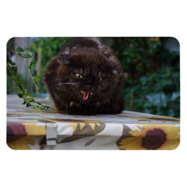 Imán Gato negro enojado (Horizontal)