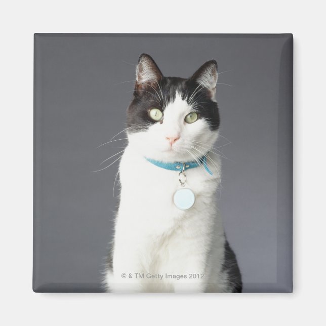 Imán Gato negro y blanco (Frente)