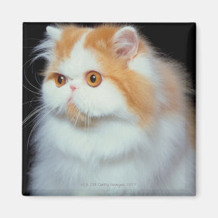 Imán Gato observado y lindo del naranja