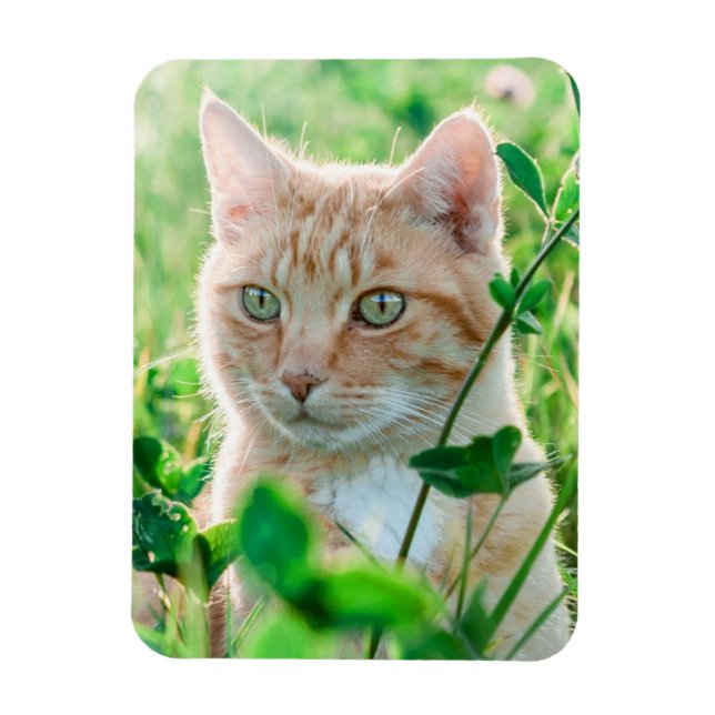 Imán Gato Pelirrojo con Ojos Verdes en Hierba (Vertical)