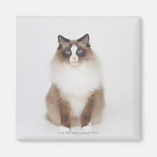 Imán Gato peludo grande