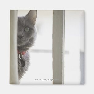 Imán Gato por la ventana