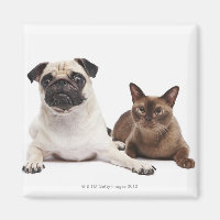 Gato Pug y birmano