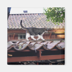 Imán Gato que camina en el tejado de la vertiente