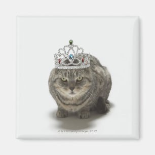 Imán Gato que lleva una tiara