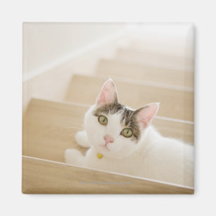 Imán Gato que miente en las escaleras