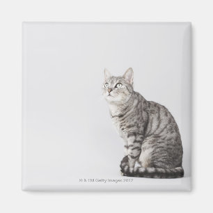 Imán Gato que mira para arriba