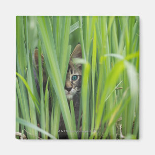 Imán Gato que oculta en hierba