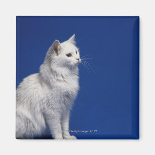 Imán Gato que se sienta contra fondo azul