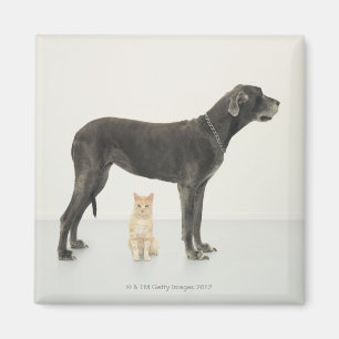 Imán Gato que se sienta debajo de great dane