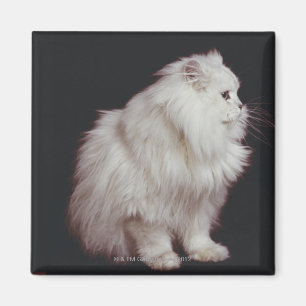 Imán Gato que se sienta en el fondo negro, primer