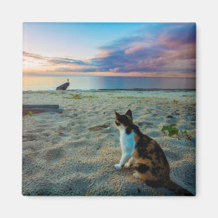 Imán Gato que se sienta en una playa