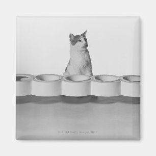 Imán Gato que se sienta y que se lame al lado del