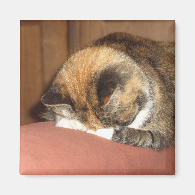 Imán Gato 'Rojo' durmiendo en la tos (Frente)