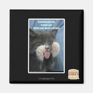 Imán Gato sabio