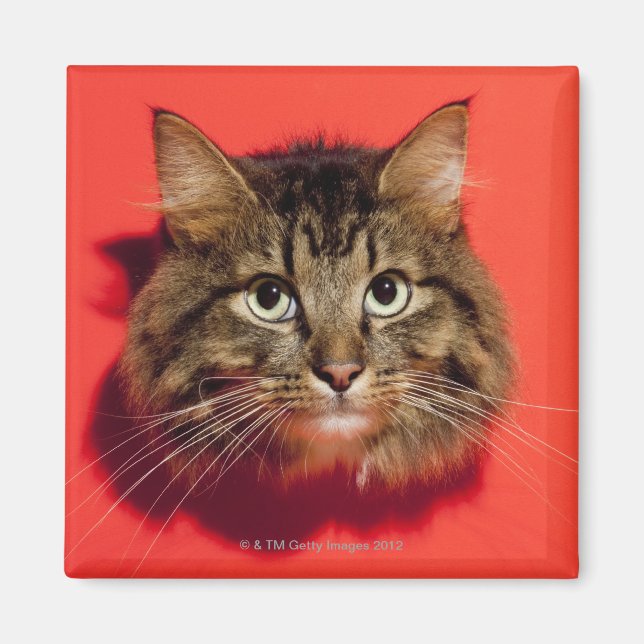 Imán Gato saiberiano (Frente)