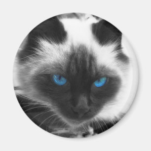 Imán Gato siamés