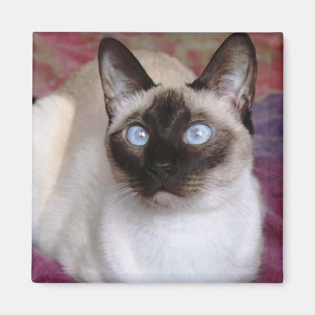 IMÁN GATO SIAMÉS (Frente)