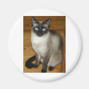 Imán Gato siamés